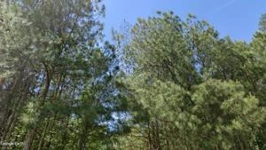 Picture provided by B7C 01/01/2025