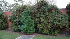 Picture provided by Joshua M 12/06/2024