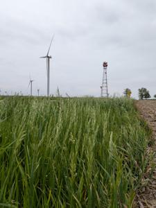 SAYBROOK IL, Illinois