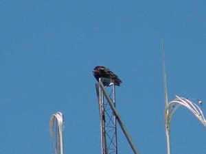 Picture provided by Luke LaRock 08/06/2025